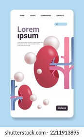 Nieren strukturieren die Anatomie des menschlichen Organs
