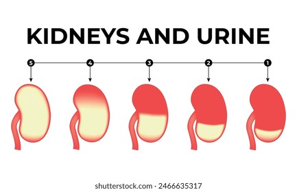 Kidneys and Urine Science Design Vector Illustration Diagram