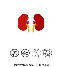 Kidneys Vector Icon