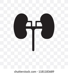Kidneys vector icon isolated on transparent background, Kidneys logo concept
