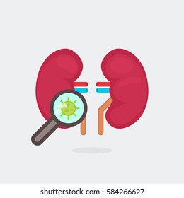 kidneys vector illustration