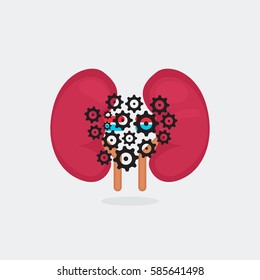 kidneys vector illustration