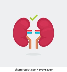 kidneys vector illustration