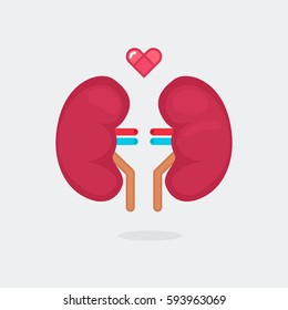 kidneys vector illustration