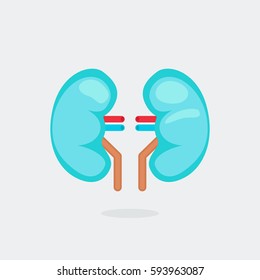 kidneys vector illustration