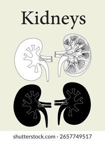 Kidneys Vector Lineart Design for education