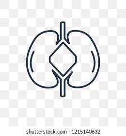 Kidneys vector outline icon isolated on transparent background, high quality linear Kidneys transparency concept can be used web and mobile