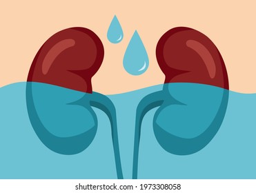 Kidneys with water in flat design. Drink clean water for health concept.