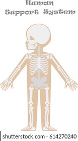 Kids body by X-ray. Anatomy, human support system