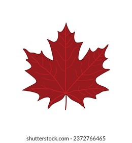 Kids drawing Cartoon Vector illustration maple leaf Isolated on White Background