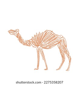 Kids drawing style art of a camel.