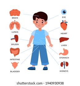 Kids internal organs system. Little boy with markers and organs around, children's anatomical educational poster, childish anatomy infographics. Vector cartoon flat isolated illustration