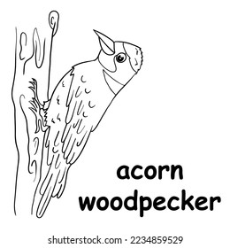 kids line illustration coloring acorn woodpecker. animal outline