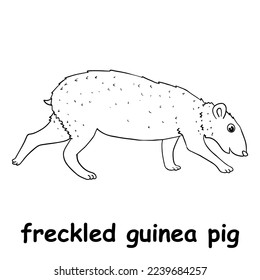 kids line illustration coloring freckled guinea pig. animal are just lines