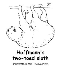 kids line illustration coloring hoffmann two toed sloth. animal are just lines