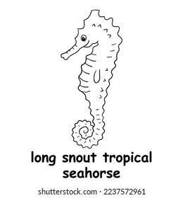 kids line illustration coloring long snout tropical seahorse. animal are just lines