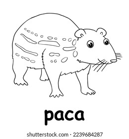 kids line illustration coloring paca. animal are just lines