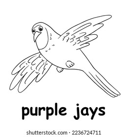 kids line illustration coloring purple jays. animal are just lines