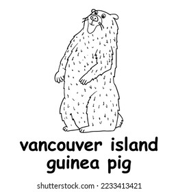 kids line illustration coloring vancouver island guinea pig. animal outline