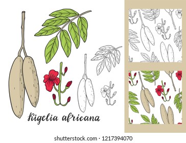 Kigelia africana (sausage tree) set. Seamless patterns. Medicinal plant.