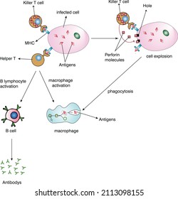 Killer T Cells And Helper T Cells