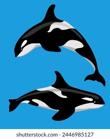 Killer whale in 2 different positions. An orca whale. Sea life, whales, fish flat style. Editable vector illustration.