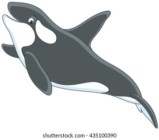 Killer whale