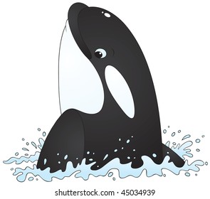 Killer whale