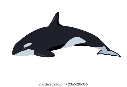 Icono de animal de la ballena asesina. Mamífero acuático oceánico. Animal del Mar Negro y Blanco. Ilustración del vector natural o de dibujos animados aislados en fondo blanco.