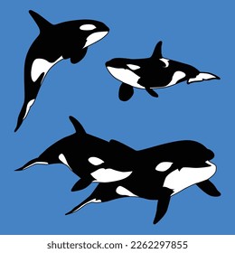 Killer Whale Aquatic Mammal Carnivore Set. Vektorgrafik