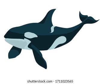 Killer whale in cartoon style. Sea animal isolated on white background.