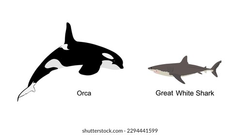 Killer Whale chase hunting great white shark jumping out of water vector illustration isolated on white. Orcinus. Underwater fight sea predators battle. Deadly ocean killers. Strong powerful animal.