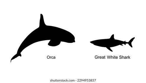 Killer Whale chase hunting great white shark jumping out of water vector silhouette illustration isolated on white. Orcinus. Underwater fight sea predators battle. Deadly ocean killer. Powerful animal