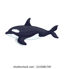 Killer whale colorful illustration of cetaceans from the dolphin family, toothed whales. Vector graphics.