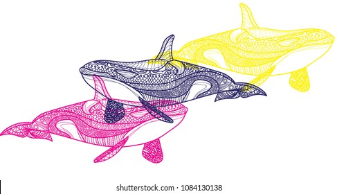 The killer whale. Ethnic pattern. Meditative coloring. Mandala, dudling drawing. Drawing from the hand. Points, stripes, arrows, flowers.