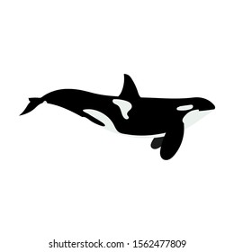 
Killer whale fish made in a flat style. Vector color drawing