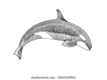 Killer whale hand-drawn sketch in vector. Graphic illustration in black and white for print or engraving