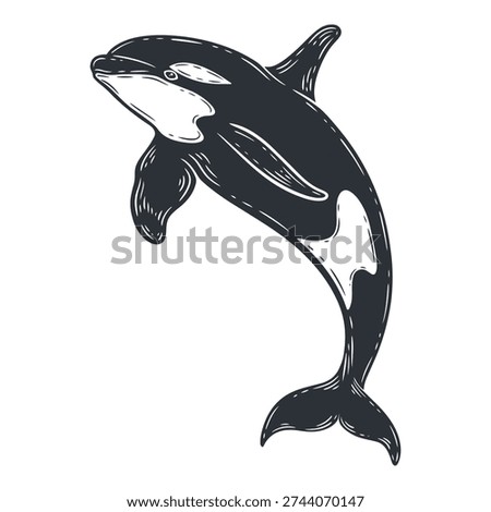 Killer whale illustration, orca black and white silhouette, underwater sea life animal, engraving isolated