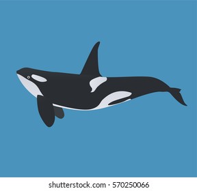 Killer whale illustration, vector, whale, cetacea, animal, aquatic animals, orca