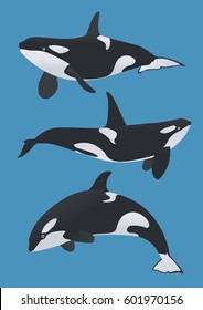 Killer whale illustration, vector, orca, Delphinidae, Odonceti