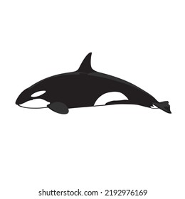 Killer whale illustration in white background
