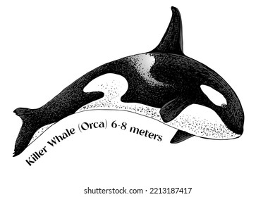 Killer whale isolated on white background