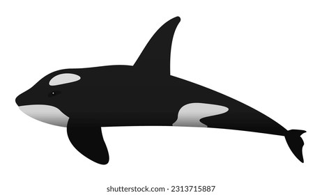 Killer whale isolated on a white background.