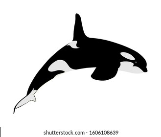 Killer Whale jumping out of water vector illustration isolated on white background. (Orcinus Orca). Underwater life. Orca in swimming pool. 