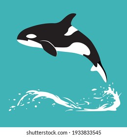 Killer whale jumps out of the water