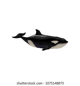 Killer whale, marine mammal, inhabitant of sea and ocean vector Illustration on a white background