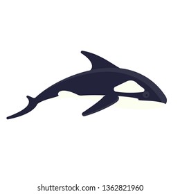 Killer whale. Marine wild creature. Underwater mammal. Ocean or sea predator, dangerous shark. Isolated vector illustration in cartoon style