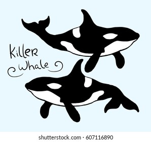 killer whale  on colored background	