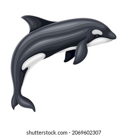 Killer Whale or Orca as Aquatic Placental Marine Mammal with Flippers and Large Tail Fin Closeup Vector Illustration