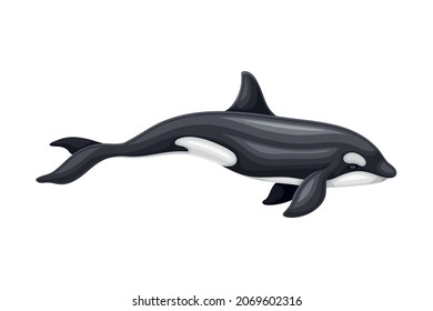 Killer Whale or Orca as Aquatic Placental Marine Mammal with Flippers and Large Tail Fin Closeup Vector Illustration